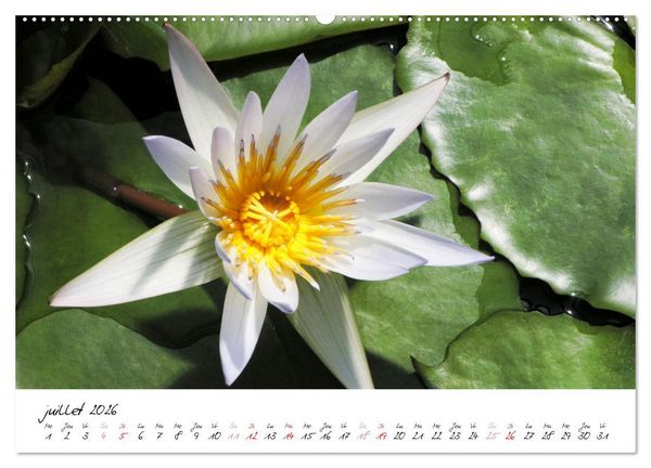 Produktbild: N&eacute;nuphars enchanteurs (Calendrier mural 2026 DIN A2 vertical), CALVENDO calendrier mensuel