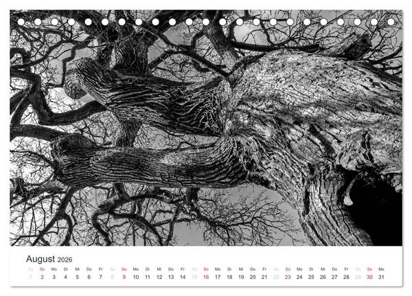 Produktbild: B&auml;ume - Natursch&ouml;nheiten in schwarz-wei&szlig; (Tischkalender 2026 DIN A5 quer), CALVENDO Monatskalender