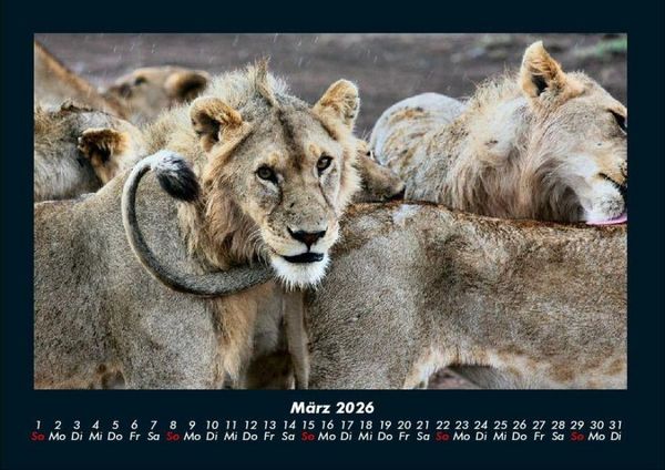 Produktbild: Tiere in der Wildnis 2026 Fotokalender DIN A4