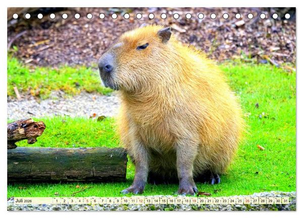 Produktbild: Nagetiere. Hamster, Kaninchen und Co. (Tischkalender 2026 DIN A5 quer), CALVENDO Monatskalender