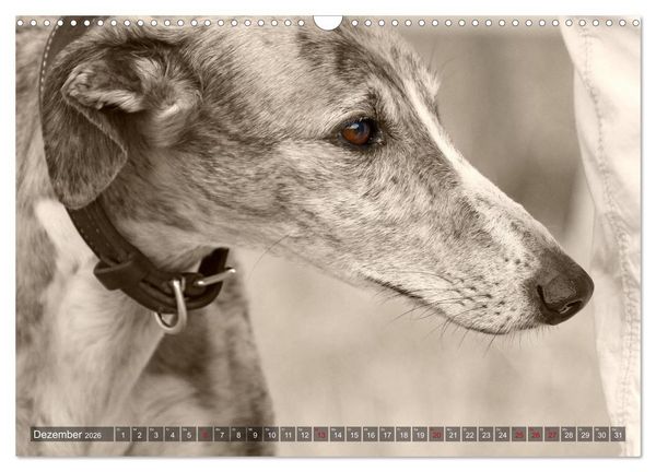Produktbild: Galgo eye-catcher (Wandkalender 2026 DIN A3 quer), CALVENDO Monatskalender