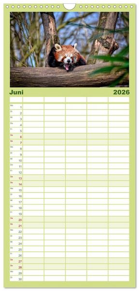 Produktbild: Familienplaner 2026 - Kleiner Panda mit 5 Spalten (Wandkalender, 21 x 45 cm) CALVENDO