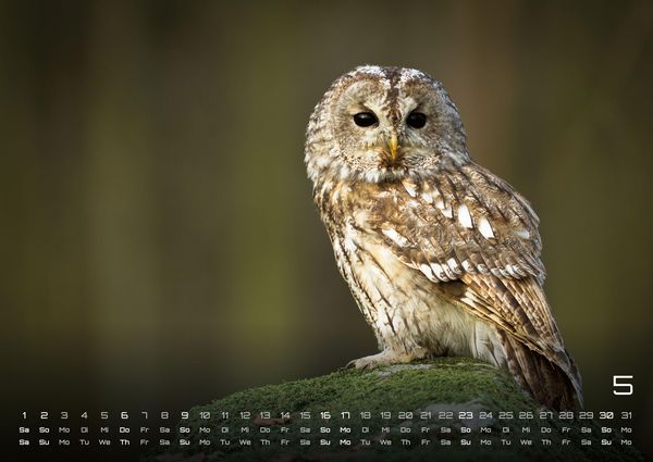 Produktbild: Eulen - W&auml;chter der Nacht - 2027 - Kalender DIN A2