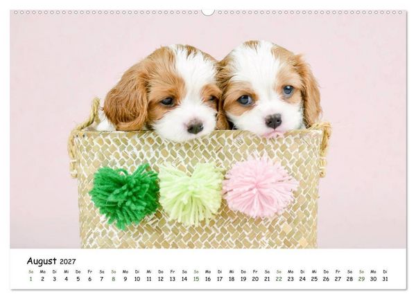 Produktbild: Baby Pfoten (hochwertiger Premium Wandkalender 2027 DIN A2 quer), Kunstdruck in Hochglanz