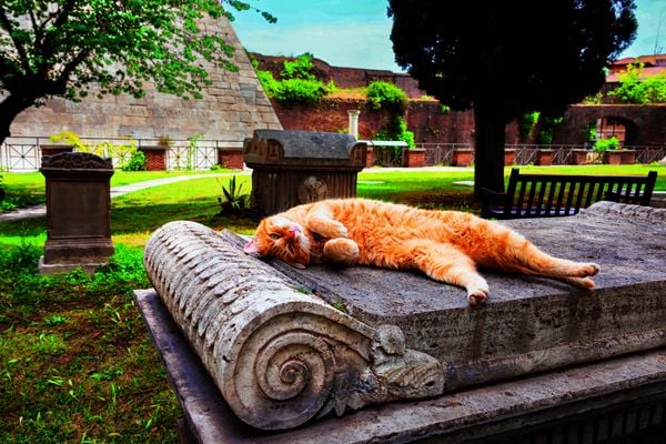Produktbild: Katzen der Welt