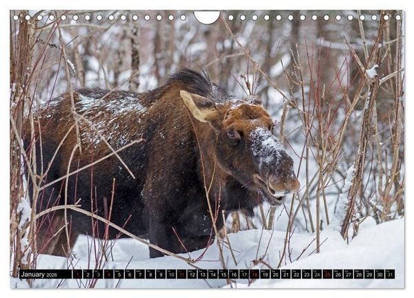 Produktbild: MOOSE Of The Northern Woods (Wall Calendar 2026 DIN A4 landscape), CALVENDO 12 Month Wall Calendar