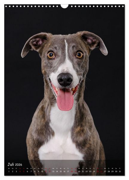Produktbild: Whippets im Portrait (Wandkalender 2026 DIN A3 hoch), CALVENDO Monatskalender