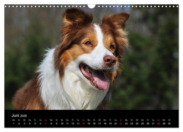 Produktbild: Border Collie 2026 (Wandkalender 2026 DIN A3 quer), CALVENDO Monatskalender