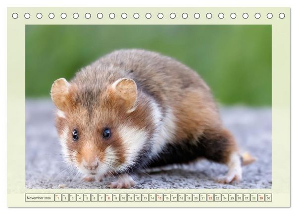 Produktbild: S&uuml;&szlig;e Nager (Tischkalender 2026 DIN A5 quer), CALVENDO Monatskalender