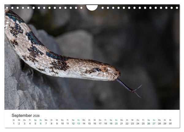 Produktbild: Schlangen - Portraits europ&auml;ischer Arten (Wandkalender 2026 DIN A4 quer), CALVENDO Monatskalender