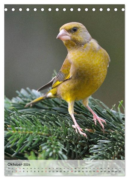 Produktbild: V&ouml;gel im heimischen Garten (Tischkalender 2026 DIN A5 hoch), CALVENDO Monatskalender