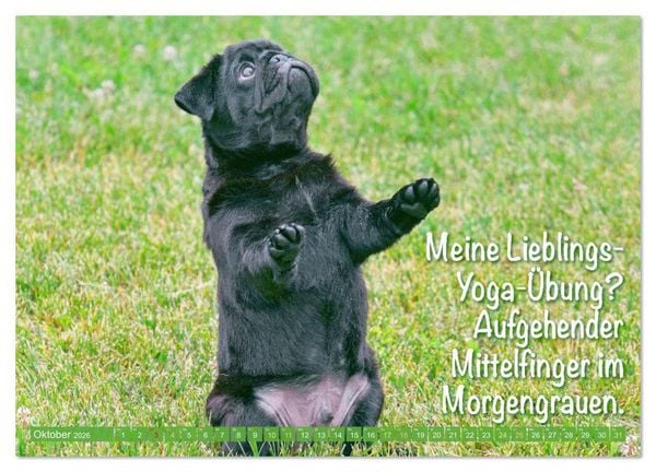 Produktbild: L&auml;cheln mit Mops (Wandkalender 2026 DIN A4 quer), CALVENDO Monatskalender