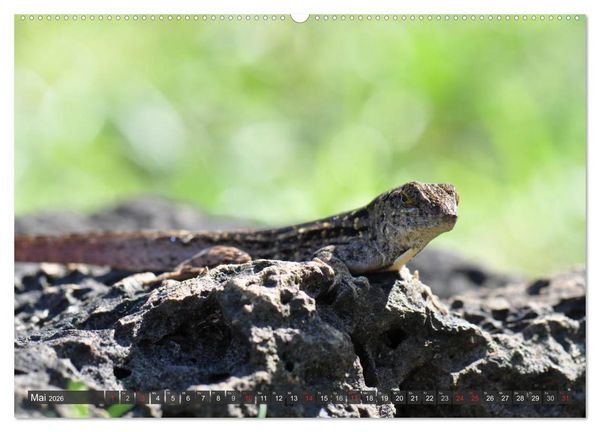 Produktbild: Wilde Fauna - Reptilien (hochwertiger Premium Wandkalender 2026 DIN A2 quer), Kunstdruck in Hochglanz