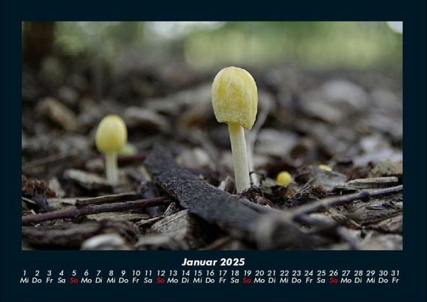 Produktbild: Pilzkalender 2025 Fotokalender DIN A4
