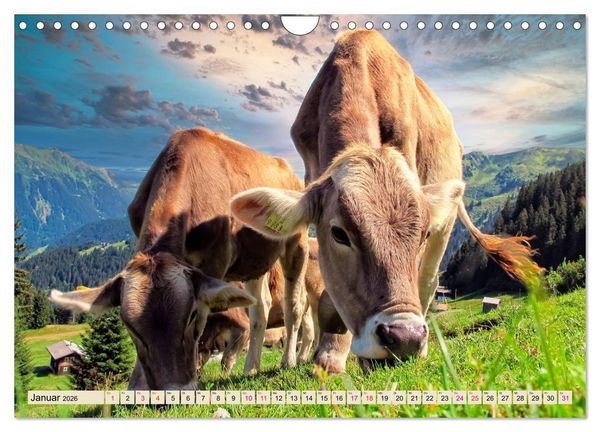Produktbild: Berg-K&uuml;he, Natur pur - unser sch&ouml;nster Urlaub (Wandkalender 2026 DIN A4 quer), CALVENDO Monatskalender