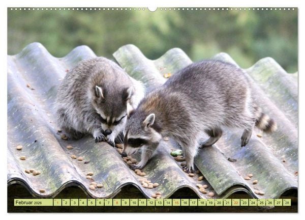 Produktbild: Der Waschb&auml;r - Der Maskentr&auml;ger in unseren W&auml;ldern (Wandkalender 2026 DIN A2 quer), CALVENDO Monatskalender