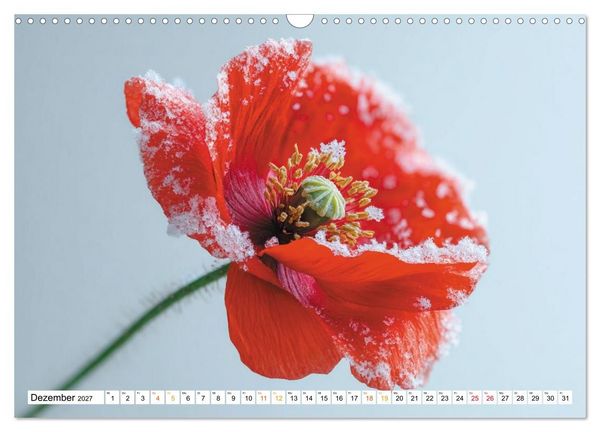 Produktbild: Mohn im Atem des Winters (Wandkalender 2027 DIN A3 quer), CALVENDO Monatskalender