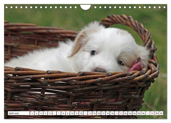 Produktbild: Border Collie Welpen (Wandkalender 2026 DIN A4 quer), CALVENDO Monatskalender