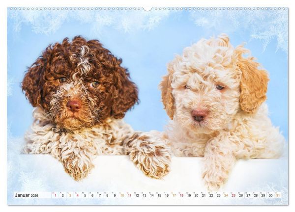 Produktbild: Lagotto Romagnolo - der Tr&uuml;ffelhund Italiens (Wandkalender 2026 DIN A2 quer), CALVENDO Monatskalender