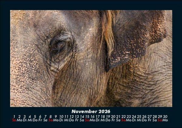 Produktbild: Der Elefantenkalender 2026 Fotokalender DIN A5