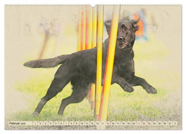 Produktbild: Labrador Retriever 2026 (Wandkalender 2026 DIN A2 quer), CALVENDO Monatskalender