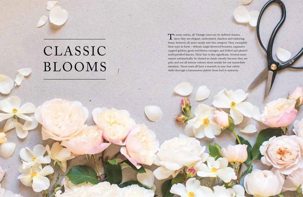 Produktbild: Roses