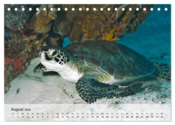 Produktbild: Meeresschildkr&ouml;ten. Nomaden der Ozeane (Tischkalender 2026 DIN A5 quer), CALVENDO Monatskalender