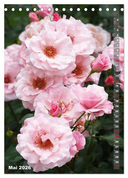 Produktbild: Sch&ouml;nste Rosen (Tischkalender 2026 DIN A5 hoch), CALVENDO Monatskalender