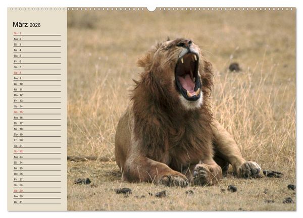 Produktbild: L&ouml;wen. Majest&auml;tische Kraft (Wandkalender 2026 DIN A2 quer), CALVENDO Monatskalender