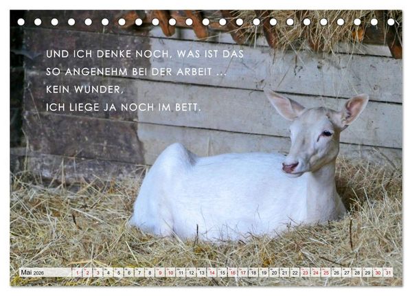 Produktbild: M&uuml;de, faul und arbeitsscheu (Tischkalender 2026 DIN A5 quer), CALVENDO Monatskalender