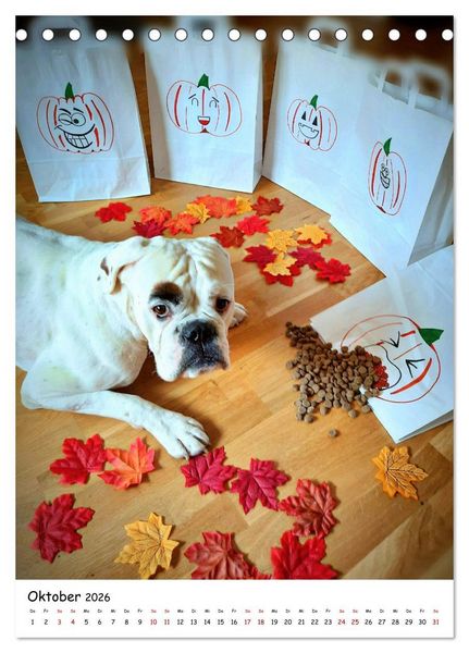 Produktbild: Wei&szlig;er BOXER (Tischkalender 2026 DIN A5 hoch), CALVENDO Monatskalender