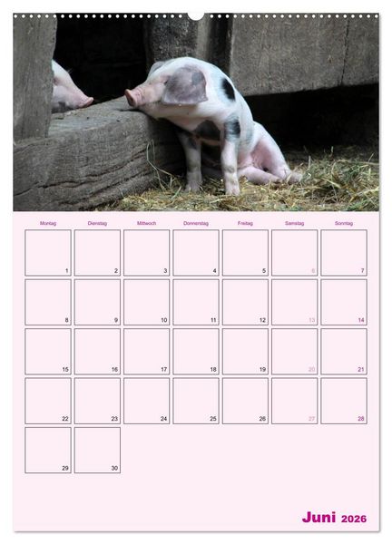 Produktbild: Schweinischer Terminplaner (hochwertiger Premium Wandkalender 2026 DIN A2 hoch), Kunstdruck in Hochglanz