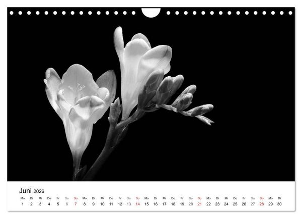 Produktbild: Blumen 2026, Schwarz-Wei&szlig; (Wandkalender 2026 DIN A4 quer), CALVENDO Monatskalender