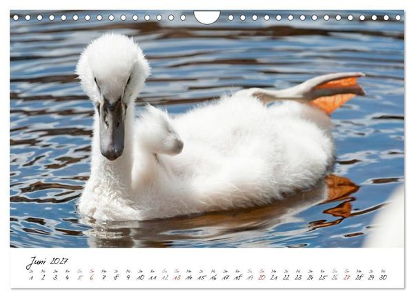 Produktbild: Vom K&uuml;ken zum Schwan (Wandkalender 2027 DIN A4 quer), CALVENDO Monatskalender