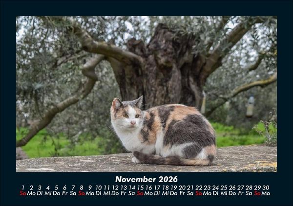 Produktbild: F&uuml;r Katzenfreunde 2026 Fotokalender DIN A5