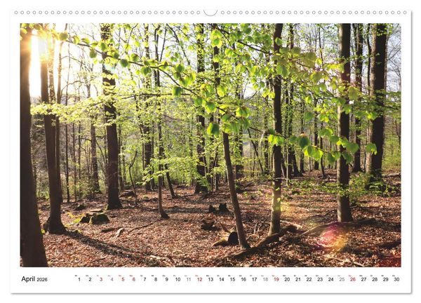 Produktbild: Mein Sehnsuchtsort, der heimische Wald (Wandkalender 2026 DIN A2 quer), CALVENDO Monatskalender
