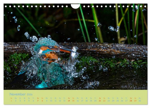 Produktbild: Eisv&ouml;gel, faszinierende kleine Flieger. (Wandkalender 2026 DIN A4 quer), CALVENDO Monatskalender