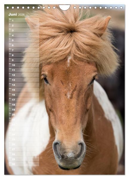 Produktbild: Mein ISLANDPFERDE Planer - Geburtstage, Hof-Feste, Turniere (Wandkalender 2026 DIN A4 hoch), CALVENDO Monatskalender