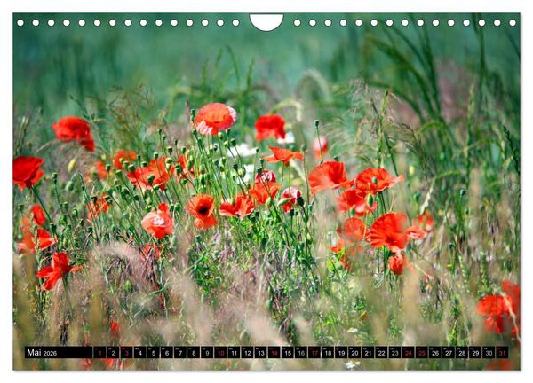 Produktbild: Mohnblumen (Wandkalender 2026 DIN A4 quer), CALVENDO Monatskalender