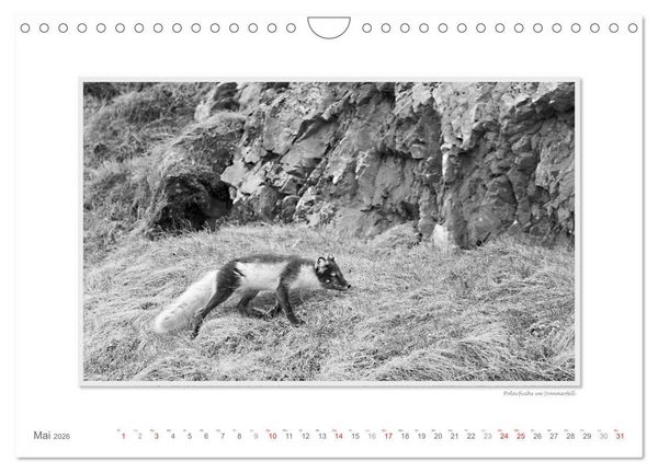 Produktbild: Spitzbergen Svalbard (Wandkalender 2026 DIN A4 quer), CALVENDO Monatskalender