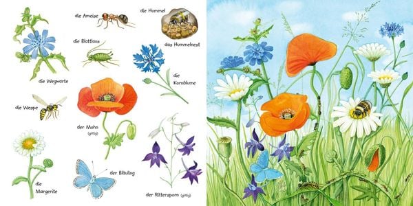 Produktbild: Mein kleines buntes Bildw&ouml;rterbuch: Krabbeltiere und Bl&uuml;mchen