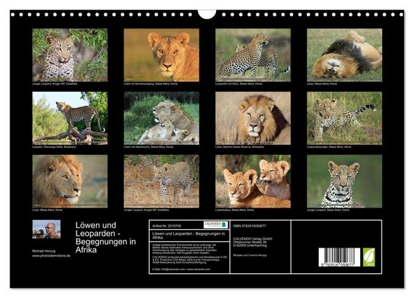 Produktbild: L&ouml;wen und Leoparden - Begegnungen in Afrika (Wandkalender 2026 DIN A3 quer), CALVENDO Monatskalender