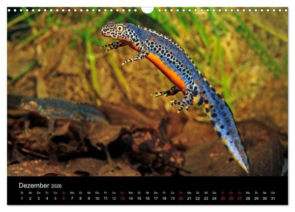 Produktbild: Salamander und Molche (Wandkalender 2026 DIN A3 quer), CALVENDO Monatskalender
