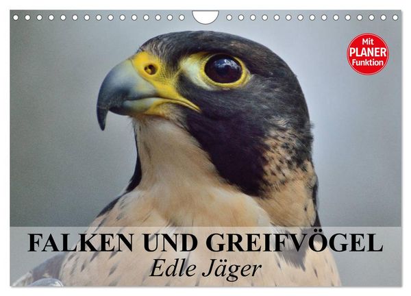 Produktbild: Falken und Greifv&ouml;gel - Edle J&auml;ger (Wandkalender 2026 DIN A4 quer), CALVENDO Monatskalender