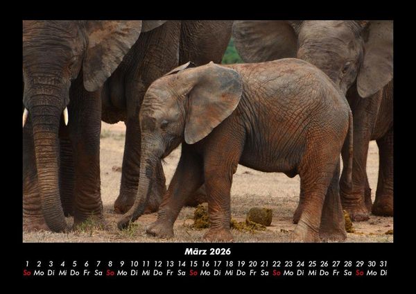Produktbild: Welt der Tiere 2026 Fotokalender DIN A3
