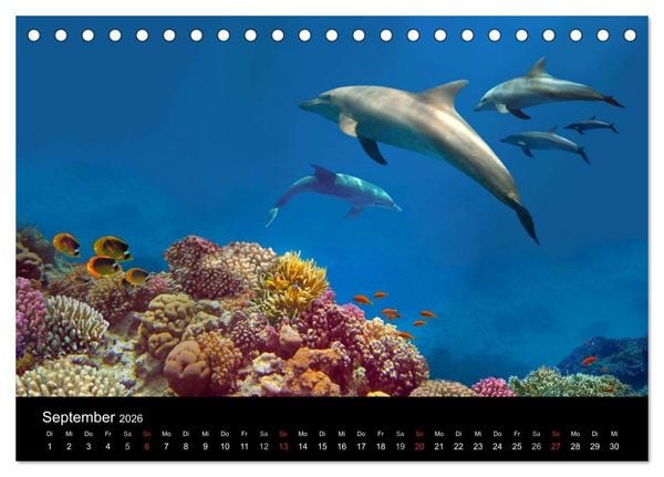 Produktbild: Meeres Sch&ouml;nheiten (Tischkalender 2026 DIN A5 quer), CALVENDO Monatskalender