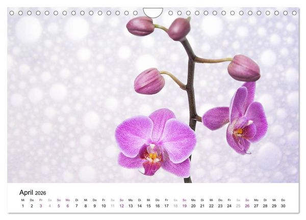 Produktbild: Orchideen Tr&auml;ume (Wandkalender 2026 DIN A4 quer), CALVENDO Monatskalender