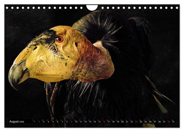 Produktbild: Greifv&ouml;gel (Wandkalender 2026 DIN A4 quer), CALVENDO Monatskalender