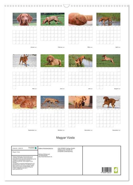 Produktbild: Magyar Vizsla (Wandkalender 2027 DIN A2 hoch), CALVENDO Monatskalender