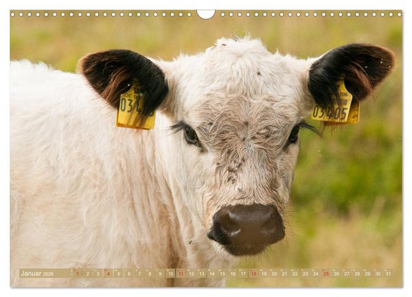 Produktbild: Galloway K&auml;lbchen - Liebenswert und lockig (Wandkalender 2026 DIN A3 quer), CALVENDO Monatskalender
